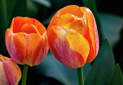 Guido Borelli Yoga Mats - Orange Tulips by Robert Ullmann