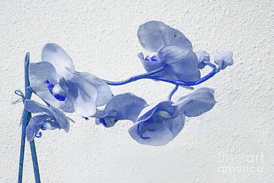 Florals Rights Managed Images - Orchid Blue Royalty-Free Image by Sharon Williams Eng