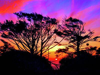 Travel - Oregon Coast - Sunset Trees in Arch Cape by Scott Carda