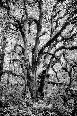 Autumn Landscape Photography Parker Cunningham - Oregon White Oak Tree at William L Finley by Belinda Greb