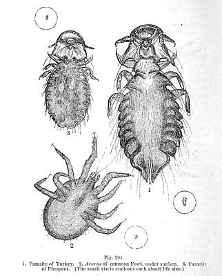 The Who - Organisms under microscope k16 by Historic illustrations