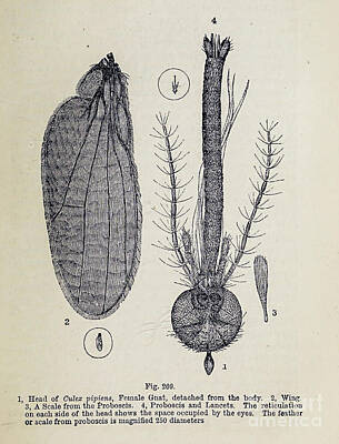 Desert Plants - Organisms under microscope k8 by Historic illustrations
