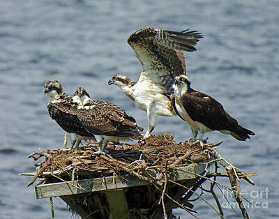 Black And White Rock And Roll Photographs - Osprey 27  7299 by Lizi Beard-Ward
