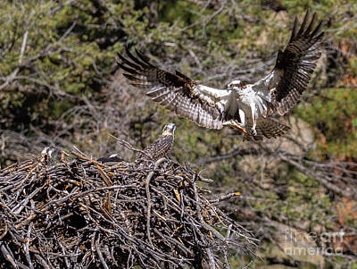Steven Krull Royalty-Free and Rights-Managed Images - Osprey Bringing Fish by Steven Krull