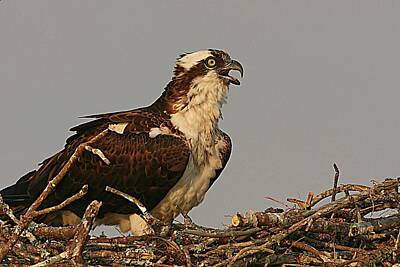 Lori A Cash Royalty-Free and Rights-Managed Images - Osprey Calling by Lori A Cash