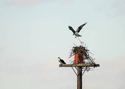 Lori A Cash Royalty-Free and Rights-Managed Images - Osprey Dropping Twig On Nest by Lori A Cash