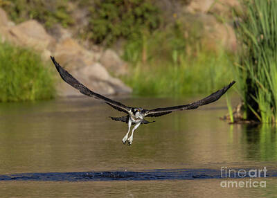 Steven Krull Royalty Free Images - Osprey Escaping the River Royalty-Free Image by Steven Krull