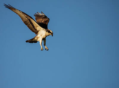 Lori A Cash Royalty-Free and Rights-Managed Images - Osprey Hovering by Lori A Cash
