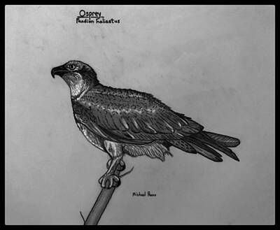 Birds Drawings Royalty Free Images - Osprey ID In Pencil W/ Border Royalty-Free Image by Michael Panno
