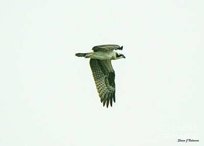 Sunflowers Rights Managed Images - Osprey in the Fog Royalty-Free Image by Steven Natanson