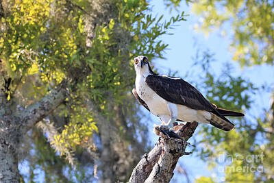Birds Photos - Osprey Lunch by Diann Fisher
