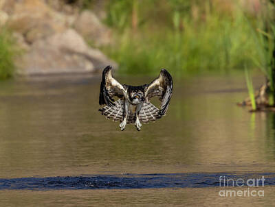 Steven Krull Royalty-Free and Rights-Managed Images - Osprey Winging over the South Platte by Steven Krull