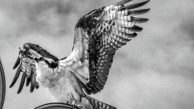 Animals Photos - Osprey Wings Spread BW by Trey Cranford