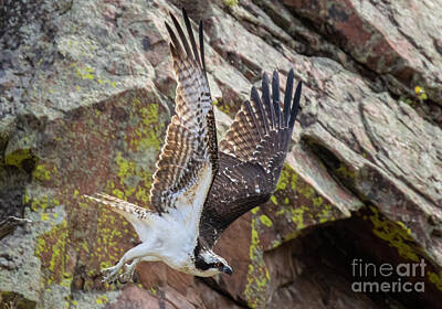 Steven Krull Royalty-Free and Rights-Managed Images - Osprey Wings Up in Waterton by Steven Krull