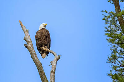 Landmarks Photos - Our American Bald Eagle 2 by Steve Rich
