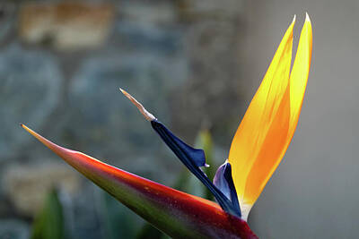 Only Orange - Outstretched Bird of Paradise by Robert VanDerWal