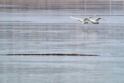 Jouko Lehto Photos - Over the thin ice. Whooper swan by Jouko Lehto