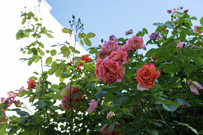 The Stinking Rose - Overhead Rosebush with Splendid Pink and Peach Rose Blooms by Georgia Mizuleva