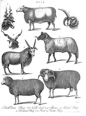 Juan Bosco Forest Animals - Ovis - Various breeds of Sheep C1 by Historic illustrations