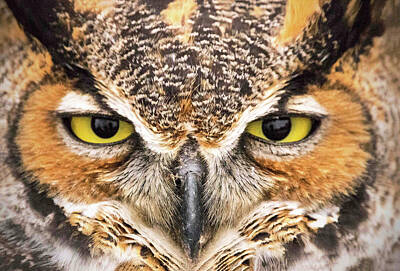 Ira Marcus Royalty-Free and Rights-Managed Images - Owl Eyes by Ira Marcus