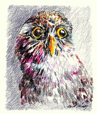 Animals Drawings - Owl Sweetie by Mindy Newman