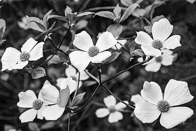Barn Photography - Pacific Dogwood Blossoms by Claude Dalley