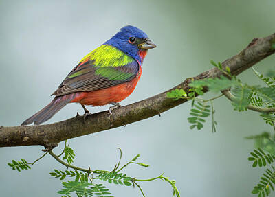 Birds Rights Managed Images - Painted Bunting South Texas Royalty-Free Image by Joan Carroll