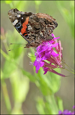 Happy Anniversary - Painted Lady Butterfly on Deptford Pink Flowers by A Macarthur Gurmankin