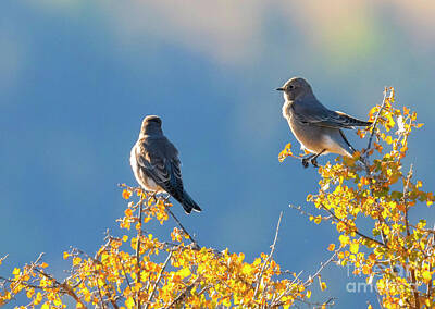 Little Mosters - Pair of Mountain Blue Birds by Steven Krull