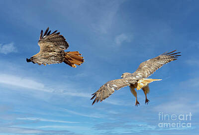 Christmas Typography - Pair of Red-Tailed Hawks by Steven Krull