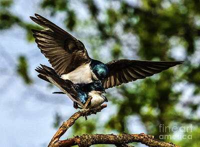 Farm Life Paintings Rob Moline - Pair of Tree Swallows Mating  by Cindy Treger