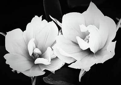 Army Posters Paintings And Photographs - Pair of Tulips in Black and White by Gaby Ethington