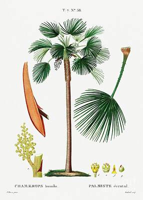 World War 1 Propaganda Posters - Palm fan Chamaerops Humilis from Traite des Arbres et Arbustes que lon cultive en France en plein by Shop Ability