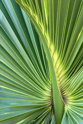 Ira Marcus Royalty-Free and Rights-Managed Images - Palm Frond Abstract by Ira Marcus