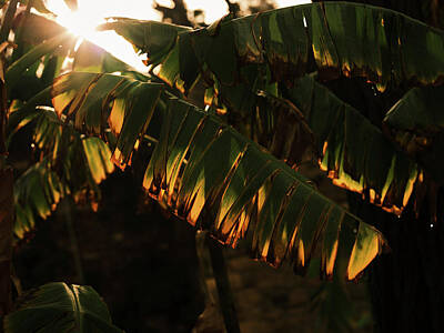 Studio Grafika Science - Palm tree leaf and sunlight by Engin Akyurt