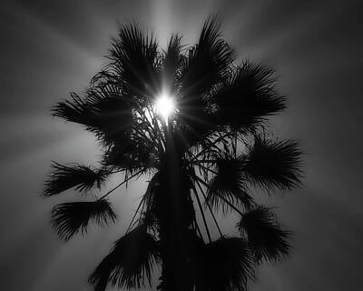 Surrealism Photo Royalty Free Images - Palm Tree Sun Burst Black and White version Royalty-Free Image by Paul Hazelwood