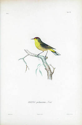 Paint Tube - Palm warbler u1 by Historic illustrations