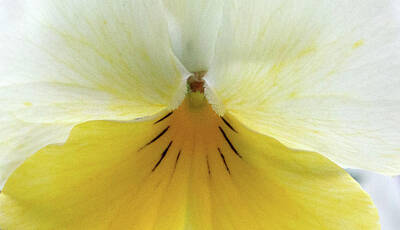 University Icons - Pansy - Yellow Bliss 06 by Pamela Critchlow