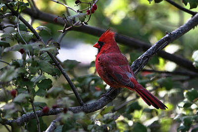 Landmarks Royalty-Free and Rights-Managed Images - Pappa Cardinal by American Landscapes
