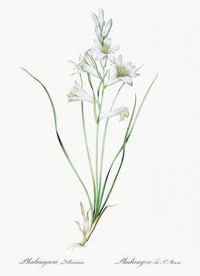 Spacefrog Designs - Paradise lily illustration from Les liliacees 1805 by Pierre Joseph Redoute 1759-1840 by Shop Ability