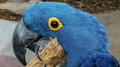 Ps I Love You - Parrot Close-Up by Matthew Bamberg