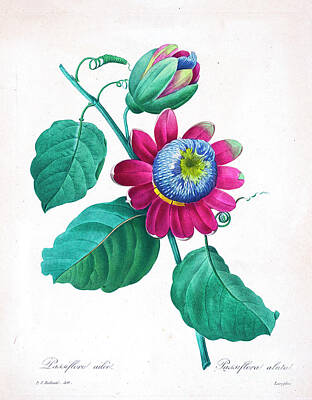 Floral Drawings - Passion Flower Illustration 1827 R1 by Botany