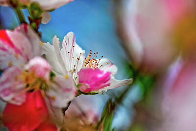 Royalty-Free and Rights-Managed Images - Passions of Spring by Az Jackson