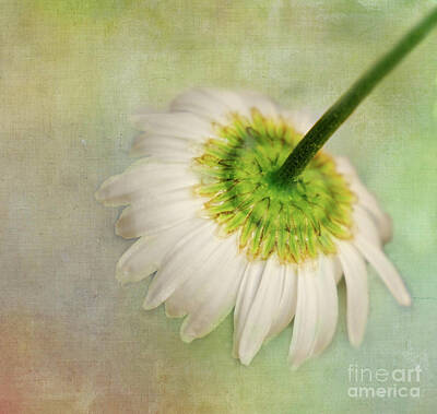 Sheep - Pastel daisy by Tami Bevis