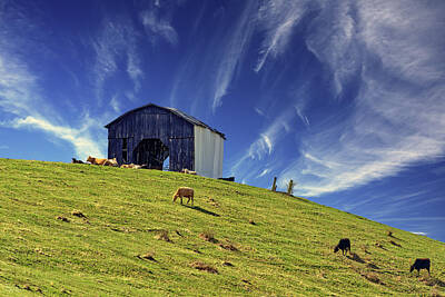 Royalty-Free and Rights-Managed Images - Pastoral - cattle grazing peacefully on springtime grass of a Kentucky hillside below barn by Peter Herman