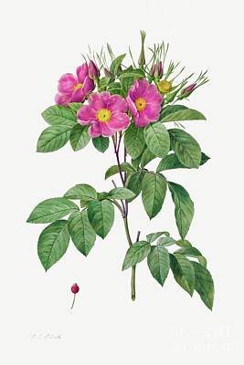 Roses Paintings - Pasture Rose Rosa Carolina Corymbosa 1817 -1824 by Pierre-Joseph Redoute and Henry Joseph Redoute by Shop Ability