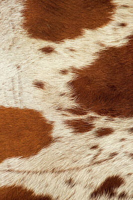 Animals Royalty Free Images - Pattern of a Longhorn bull cowhide. Royalty-Free Image by Rob D