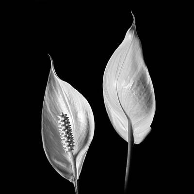 Lilies Royalty Free Images - Peace Lily III BW Royalty-Free Image by Lily Malor