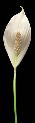 Lilies Royalty-Free and Rights-Managed Images - Peace Lily4 by Shane Bechler