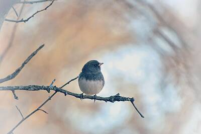 Animals Photos - Peaceful Dark Eyed Junco Bird on a Tree Branch by Gaby Ethington